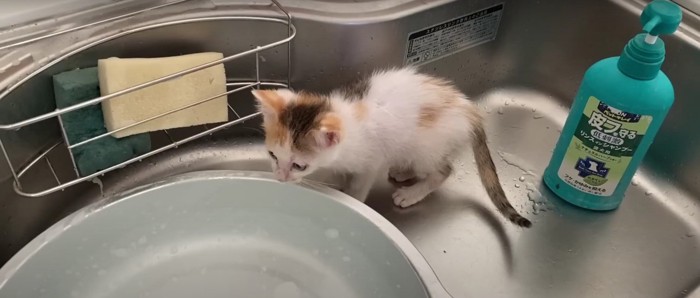 シンクの中にいる子猫