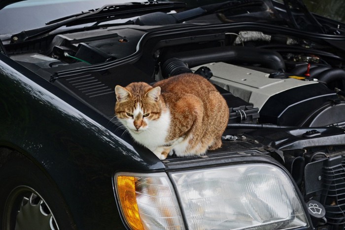 車のエンジンルームに乗っている猫