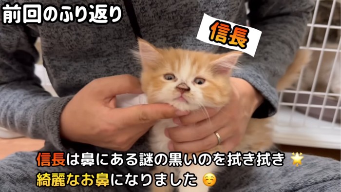 あごを押さえられる子猫