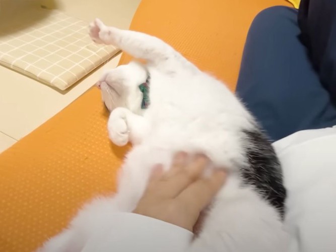 撫でられる猫