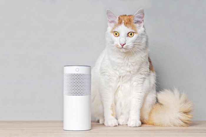 スピーカーの横に座る猫