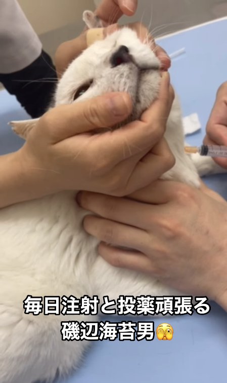 注射をされている猫