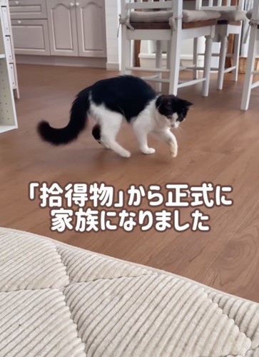 おもちゃで遊ぶ猫