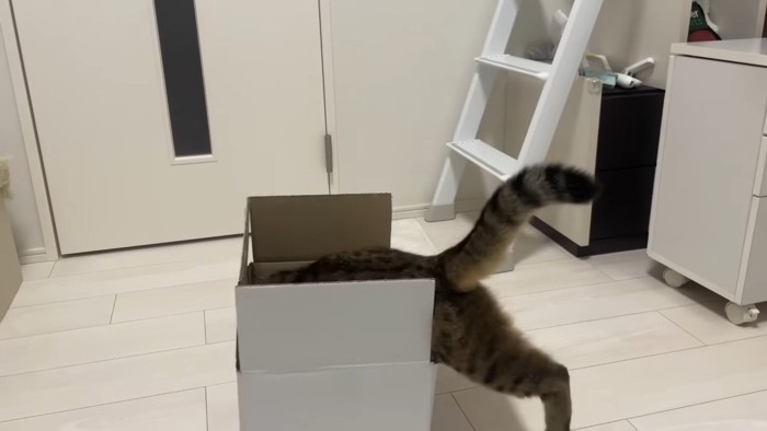 ダイブ