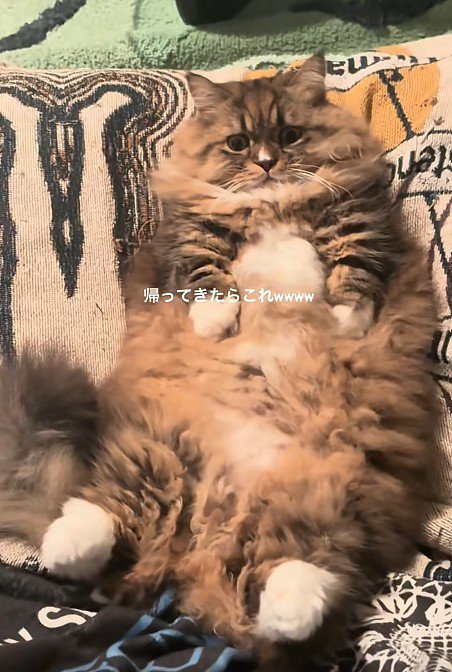 仰向けの猫