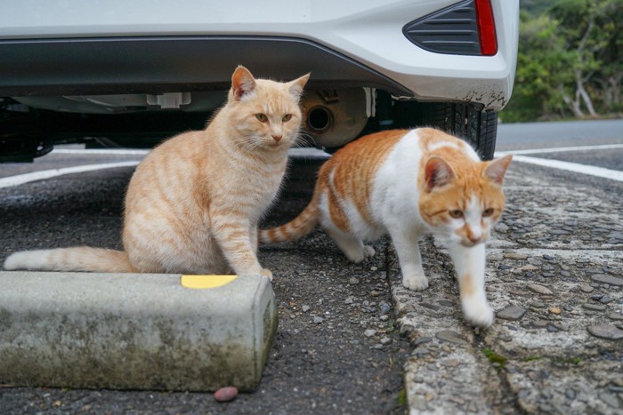 車の底に入り込む猫