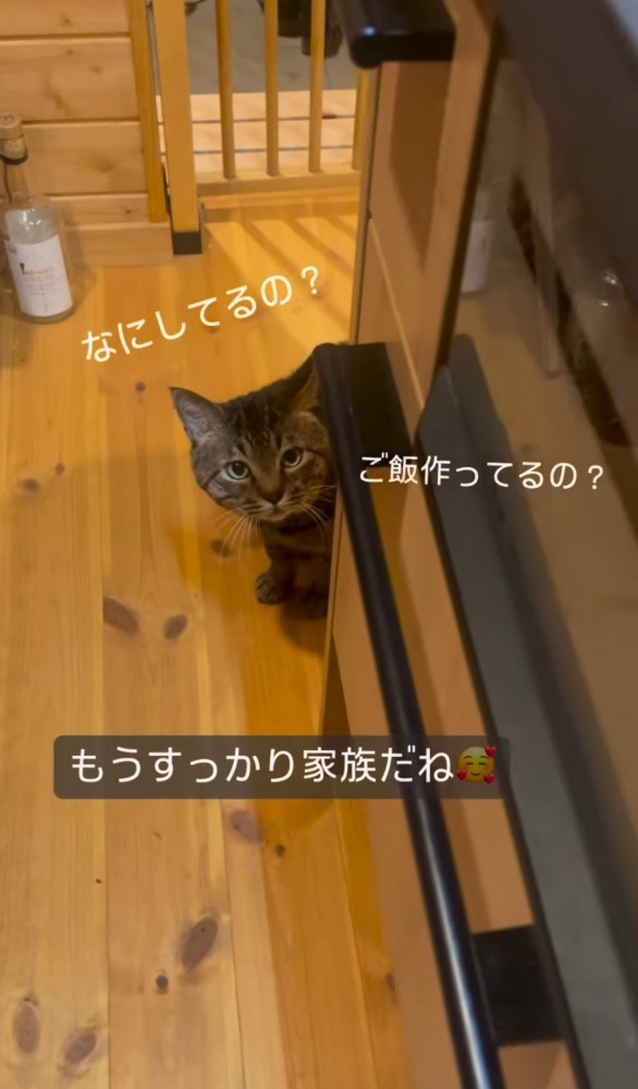 キッチンの物陰から覗く猫