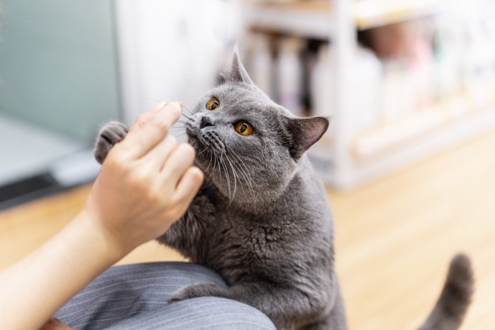 人の右手に手を伸ばし匂いをかぐグレー猫