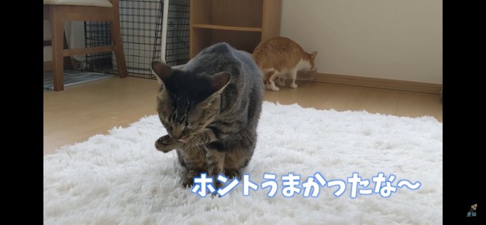 毛繕いする猫