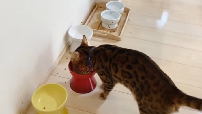 キャットフードを食べる猫