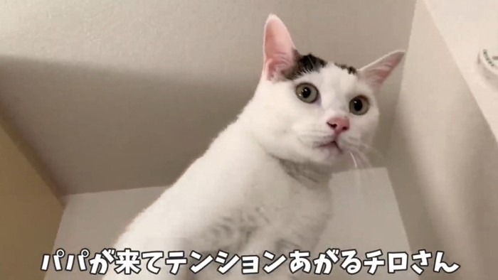 冷蔵庫の上で鳴いている猫