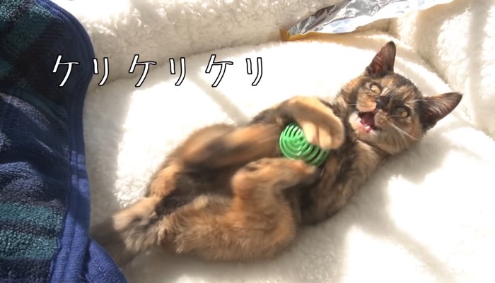 ケリケリケリ