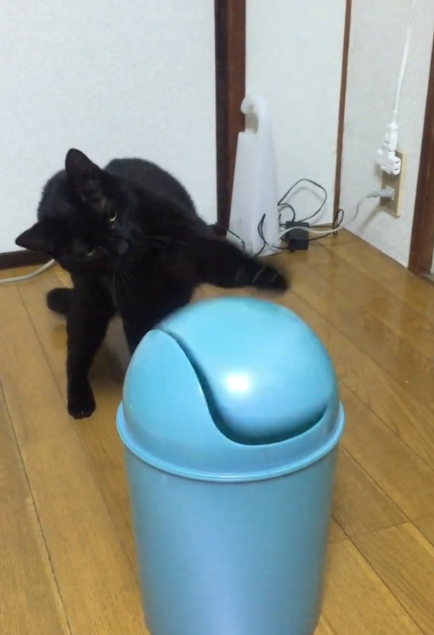再度パンチする猫