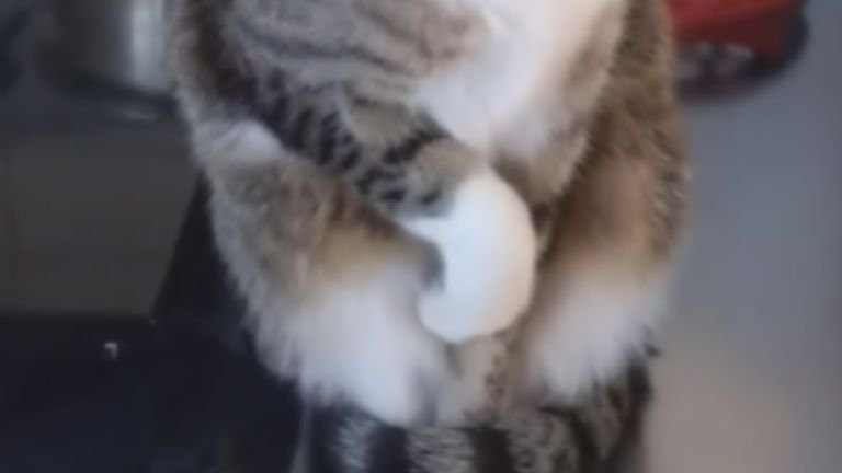 猫の手