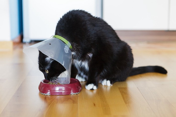 カラーをつけて食事する猫