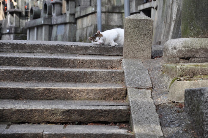 猫スポット伏見稲荷大社にいる猫