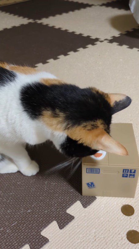 蓋が閉じたダンボール型の貯金箱を見つめる猫