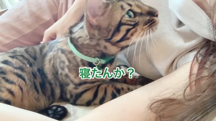 人の顔に近づく猫