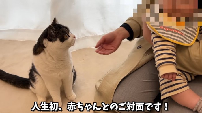 座る猫と赤ちゃんを抱く人