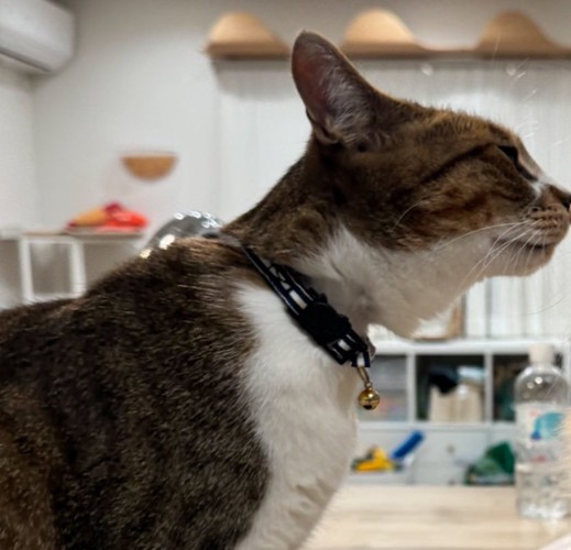 猫の横顔