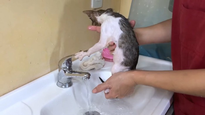 水道のハンドルに前足を乗せる猫の後ろ姿