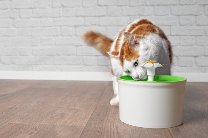 お水を飲む猫