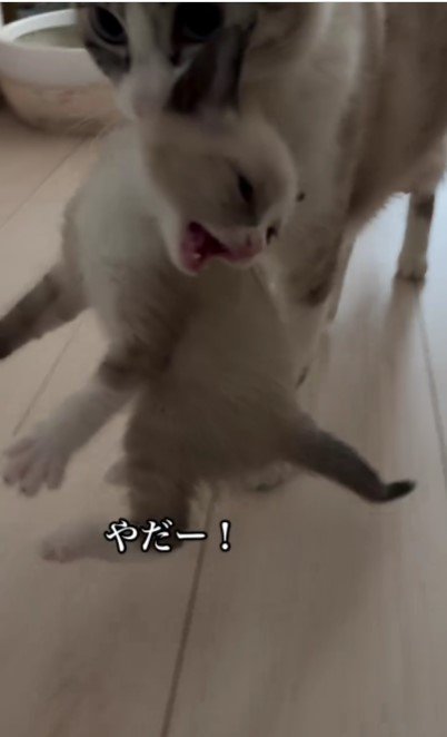 母猫に運ばれる子猫