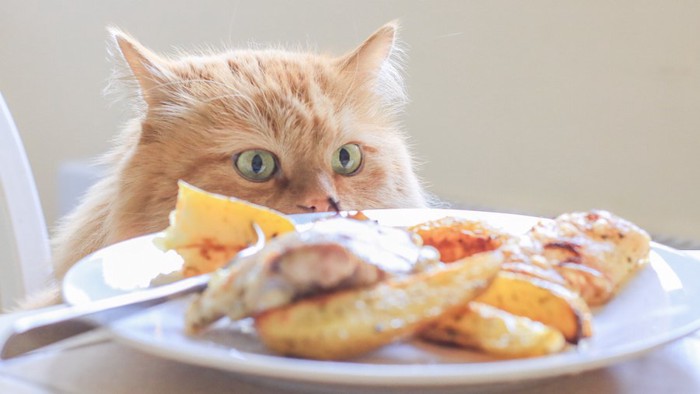 テーブルの上の鶏肉を狙う猫