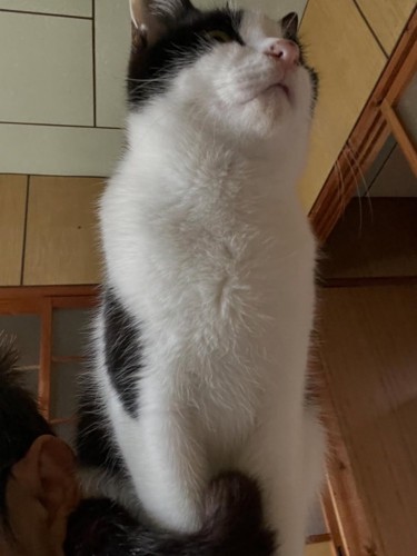 下から見た猫