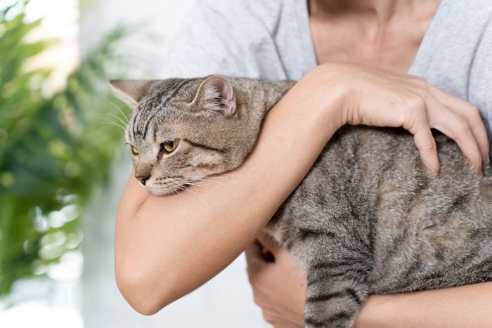 腕に顔を埋める猫