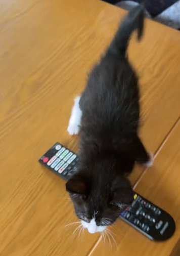 リモコンを跨いで歩く猫