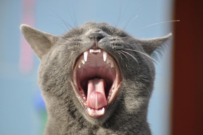 大口をあけた猫