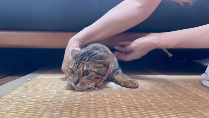 ソファーの下から出される猫