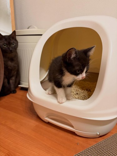 猫トイレから出てくる子猫