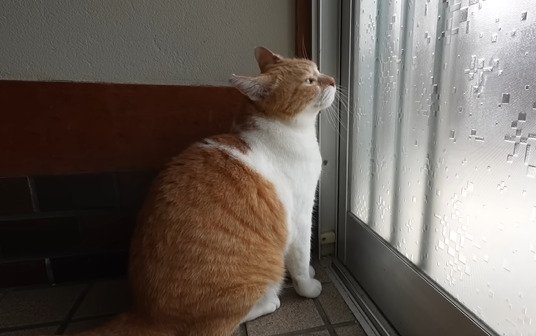 扉の前に座るチャチャ君