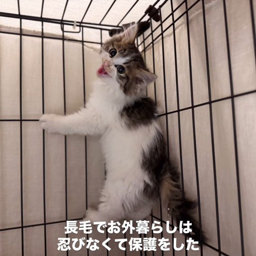 ケージにしがみつく子猫