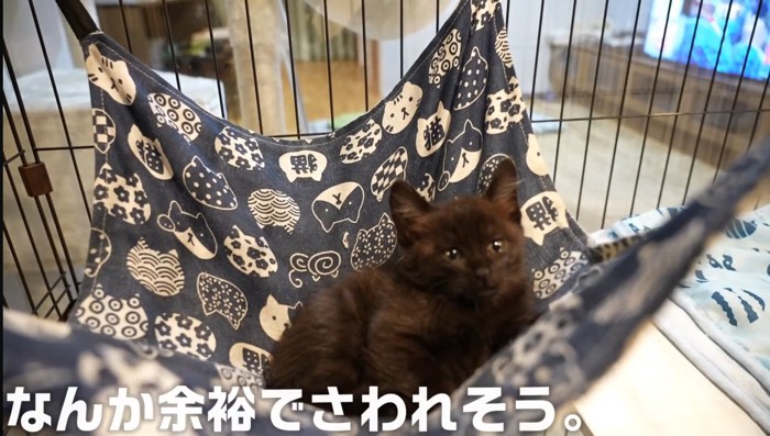 ハンモックでくつろぐ子猫