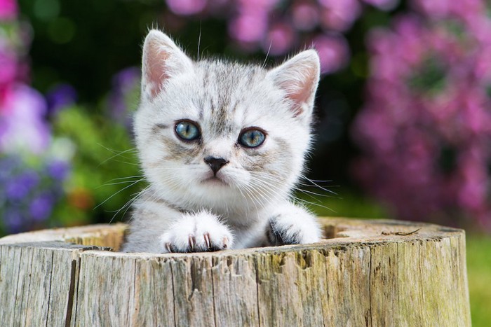 切り株に手をかける子猫