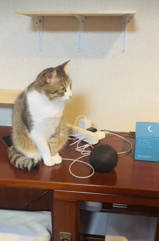 スマートスピーカーから出る猫の鳴き声に反応する保護猫