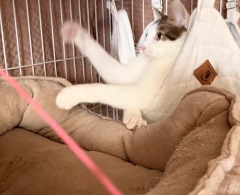 ハンモックの中から手足を伸ばしている猫