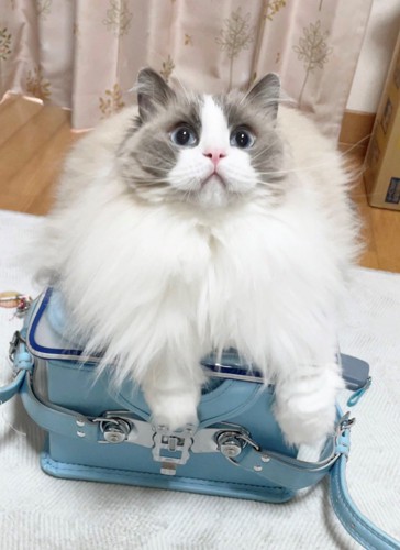 手をランドセルの前にかけて乗る猫