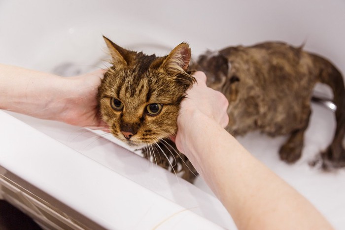 シャンプーされる猫