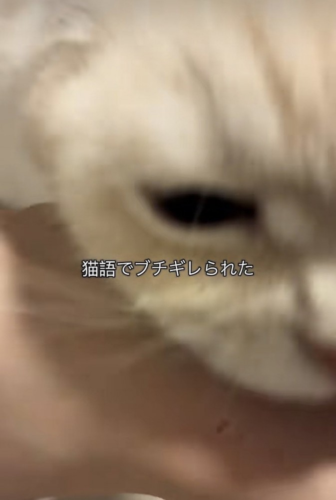 飼い主さんの腕を噛むミヌエット