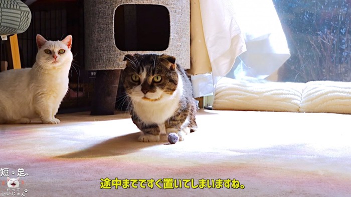 ボールの前に座る猫