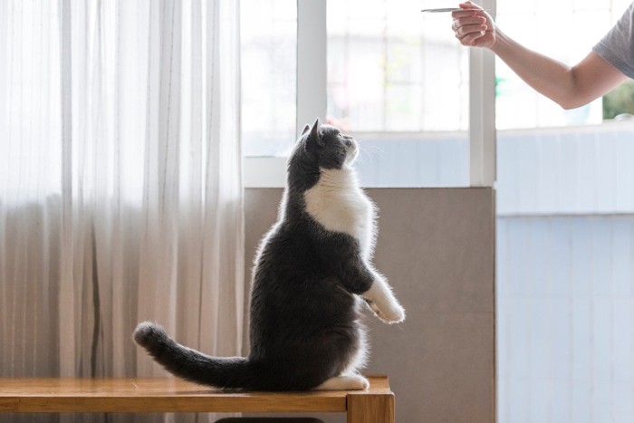 おやつが欲しい二本足の猫