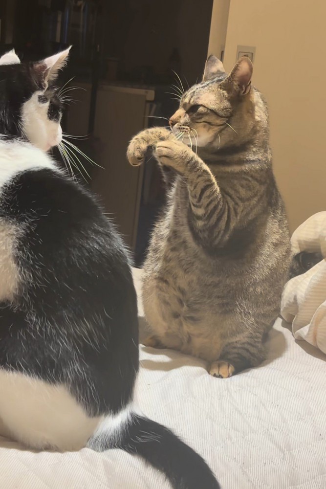 胸の前に拳を構える猫