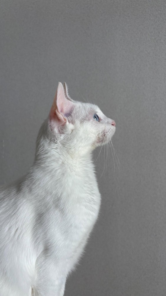 白猫の横顔