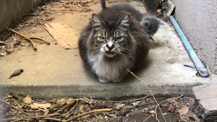 座っている猫