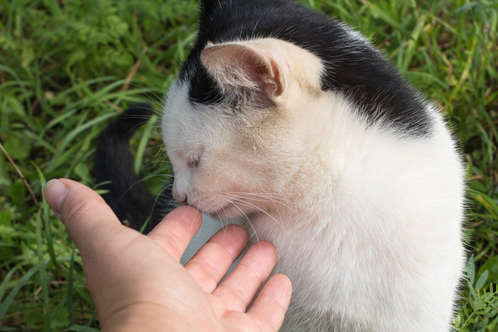 指の匂いを嗅ぐ猫