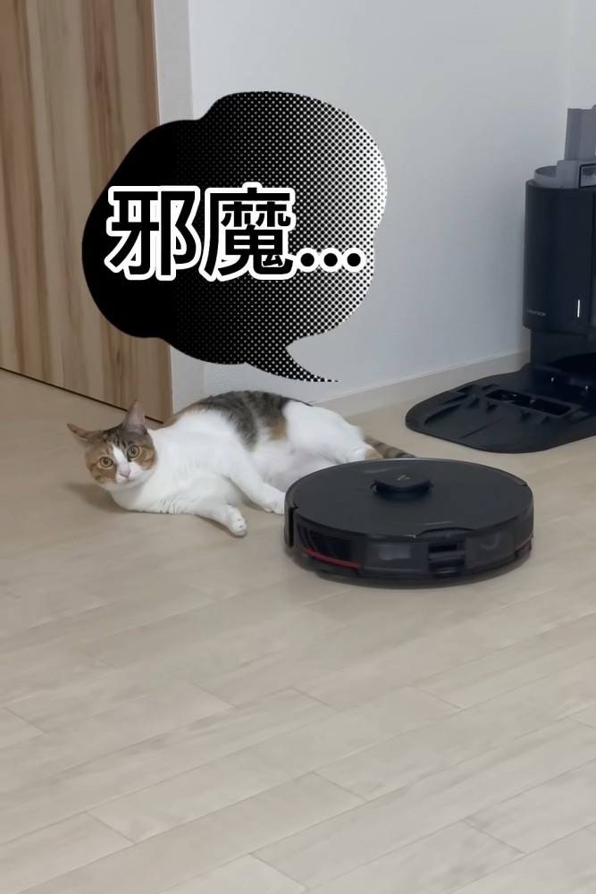 寝そべる猫